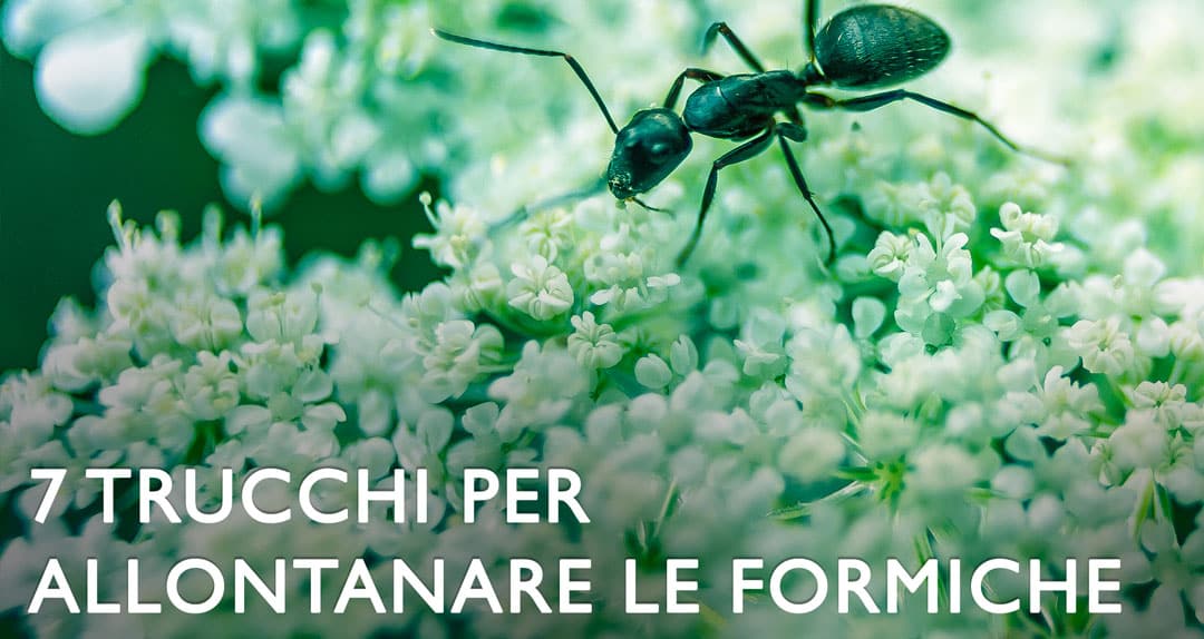 formiche